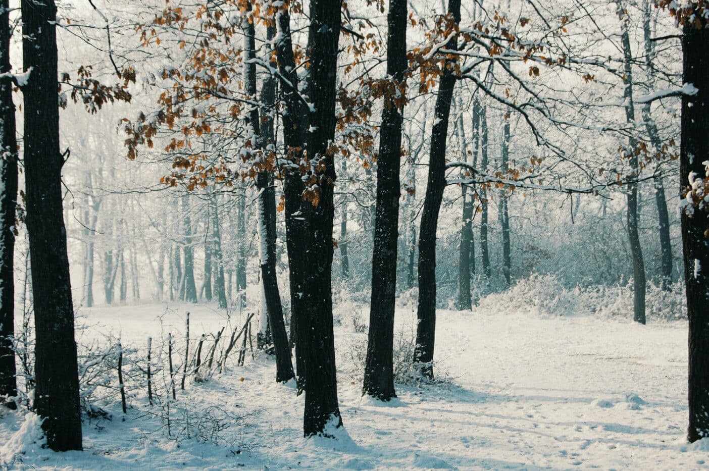 Lagja Qorri